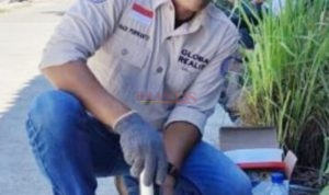 Keta Baracudda Indonesia Hadi Purwanto ST SH yang akrab disapa Hadi Gerung saat turun kelapangan atau Investigasi