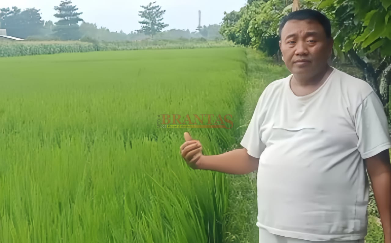 Owner Wisata Desa BMJ Mojopahit Mojokerto Ki Mulyono yang kini Jadi Petani Memperlihatkan hasil pertaniannya yang subur