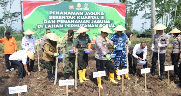JOMBANG - Perhutani Ikuti Penanaman Jagung Serentak Kuartal III Bersama Polres Jombang Polres Jombang