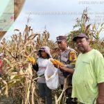 SIMALUNGUN - Bhabinkamtibmas Polsek Tanah Jawa Monitoring Lahan Jagung Bisi 18 Siap Panen Seluas 30 Rante di Hutabayuraja 1 Polsek Tanah Jawa