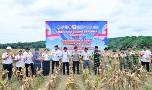 JAMBI - Dukung Program Ketahanan Pangan Nasional Polda Jambi Gelar Panen Raya Jagung Serentak Kuartal II 2026 1 Polda Jambi