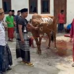 SAMPANG - PDIP Sampang Salurkan Sapi Kurban untuk MWC NU Tambelangan DPC PDI Perjuangan Kabupaten Sampang