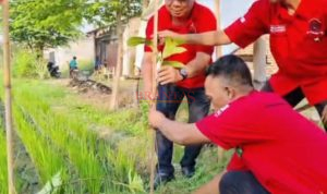 Wakil Ketua DPRD Kabupaten Mojokerto dari Fraksi PDI-Perjuangan H. Hartono, SH didampingi PAC Mojosari saat menanam pohon Sukun di Desa Randubango