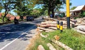SAMPANG - Gelondongan Kayu Jati di Bahu Jalan Nasional Torjun-Sampang Tuai Sorotan Warga Sampang